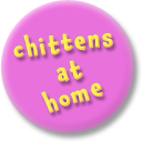 chittens at home