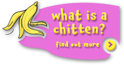 What is a Chitten